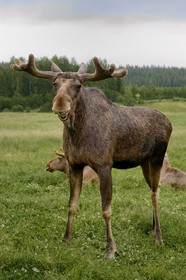 Sweden, Vasterbotten County, Umea region, Bjurholm, the Elk's House (Algens Hus), livestock