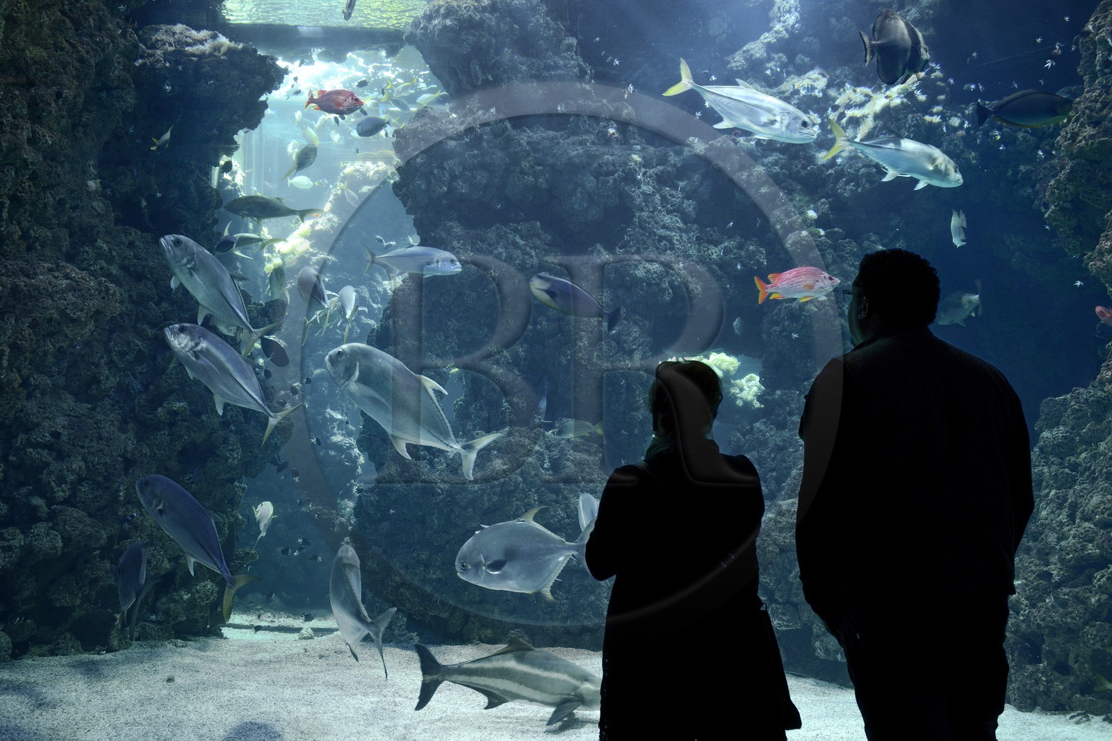 Principauté de Monaco, Monaco, le musée océanographique, aquarium du Lagon au Requins