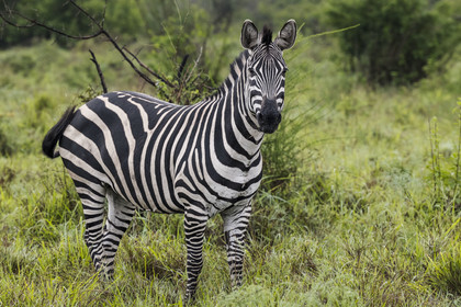 Rwanda, Parc national de l'Akagera, zèbre des plaines (Equus quagga)
