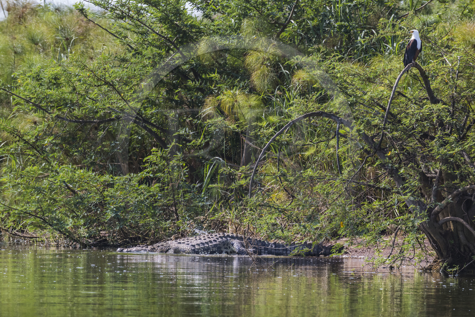 Rwanda, Parc national de l'Akagera, le lac Ihema, crocodile du Nil (Crocodylus niloticus) sous un Aigle pecheur d'Afrique ou Pygargue vocifer (Haliaeetus vocifer)