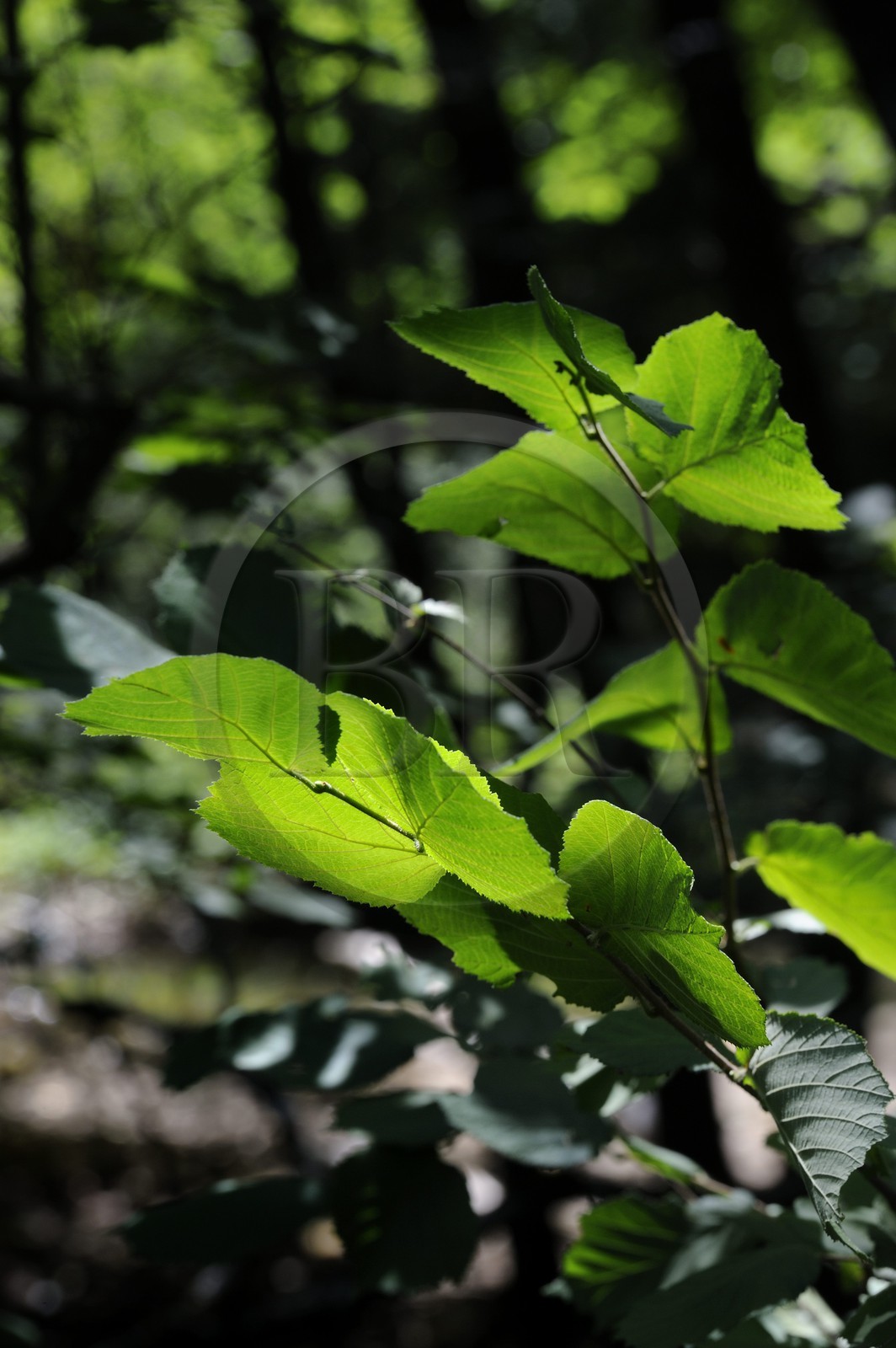 France, Var (83), Provence Verte, Tourves, Gorges du Caramy, feuille de noisetier