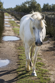 France, Gard, Aigues-Mortes, Saint-Laurent-d'Aigouze, camargue horse in the Petite Camargue