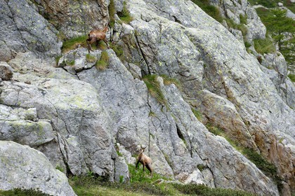 France, Alpes-Maritimes, parc national du Mercantour (Mercantour National Park), Valmasque valley, chamois (Rupicapra rupicapra)