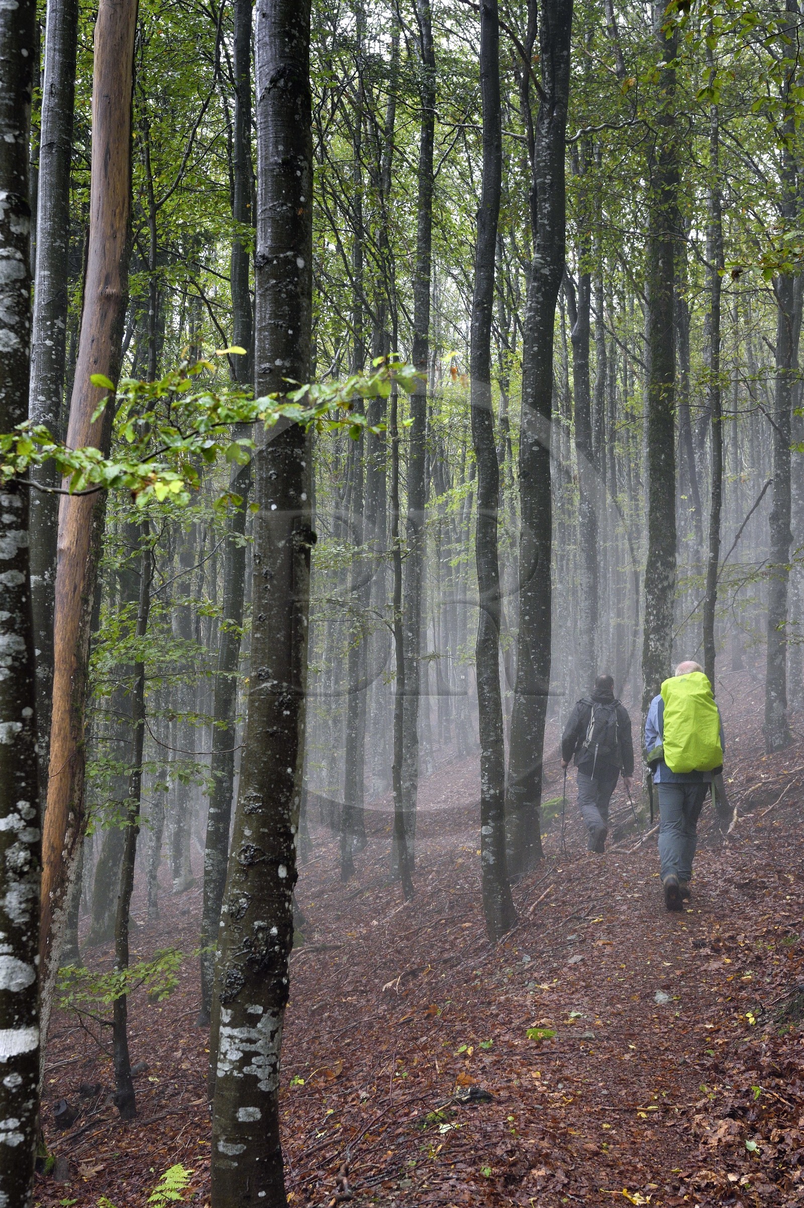 France, Vosges, Ballons des Vosges Regional Natural Park, Saint Maurice sur Moselle, hikers crossing a beech forest