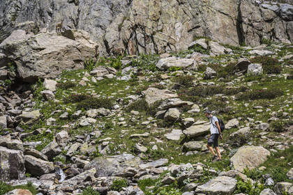 France, Alpes-Maritimes (06), parc national du Mercantour, Haute-Vésubie, Saint-Martin-Vésubie, Val du Haut Boréon, bouquetin des Alpes (Capra ibex) femelle appelée étagne vers le lac de Trécolpas