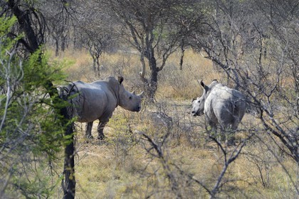Zimbabwe, Matabeleland South Province, Matobo or Matopos Hills National Park, listed as World Heritage by UNESCO, White Rhinoceros (Ceratotherium simum), young adult of about 7 years