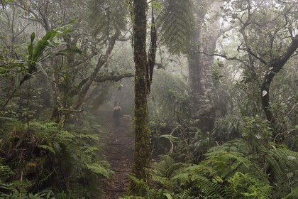 France, Ile de la Reunion, Le Tampon, forêt de Notre-Dame de la Paix en bordure de la Riviere des Remparts sur les pentes du volcan du Piton de la Fournaise