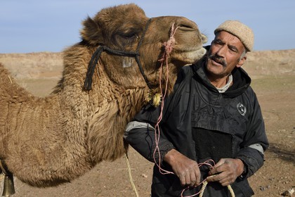 Iran, Province d'Ispahan, désert du Dasht-e Kavir, Mesr dans la région de Khur et Biabanak, le chamelier Ali Saraban et un de ses dromadaires dans le désert