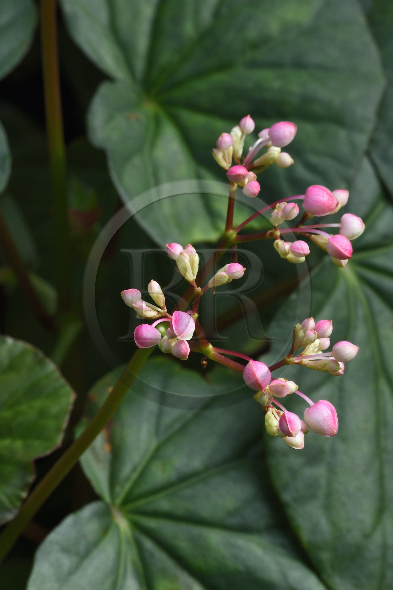 Caraïbes, Ile de la Dominique, Parc national de Morne Diablotin,
