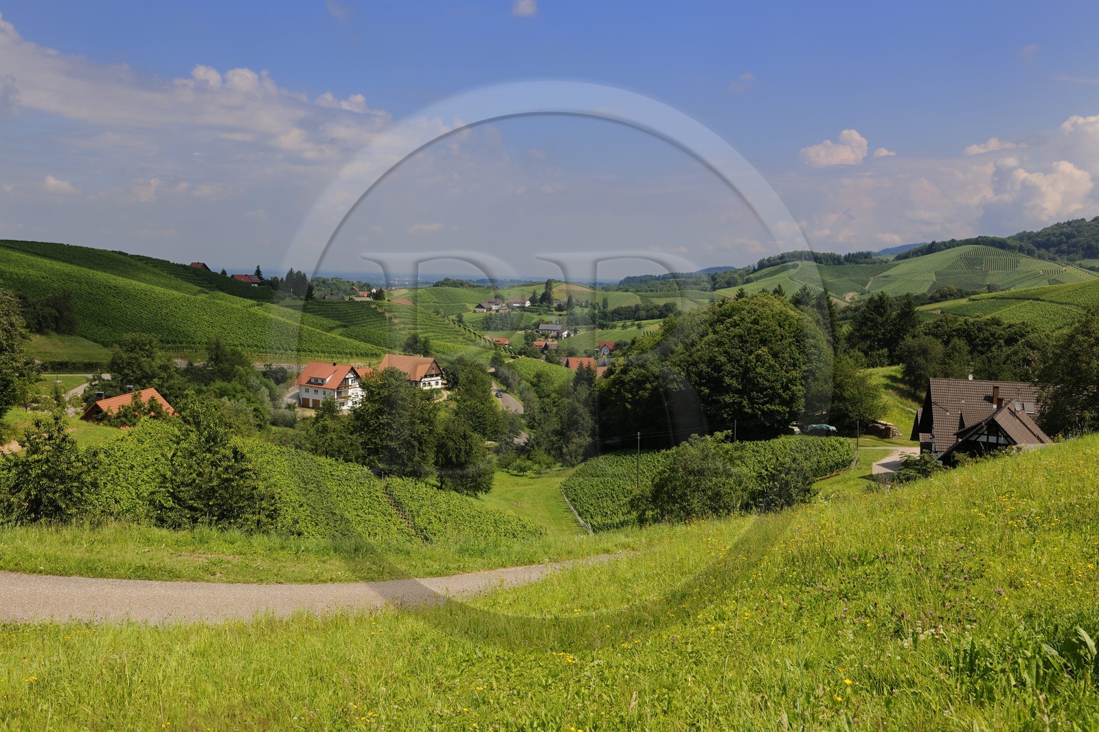 Allemagne, Forêt Noire, Schwartzwald, Bade-Würtemberg, sur la Badische Weinstrasse - la route du vin du Pays de Bade