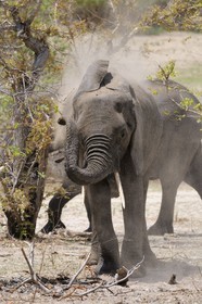 Tanzania, Selous Game Reserve is one of the largest fauna reserves of the world and designated a UNESCO World Heritage Site in 1982, African Bush Elephant (Loxodonta africana)