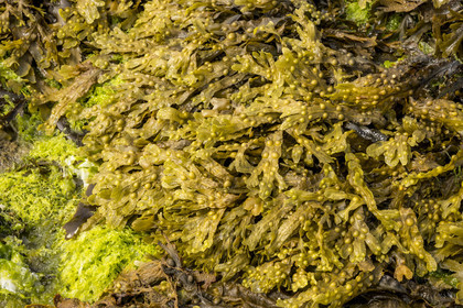 France, Finistère (29), Mer d'Iroise, archipel de Molène, Ile de Quéménès, algues sur l'estran à marée basse dont Goémon noir (Ascophyllum nodosum)