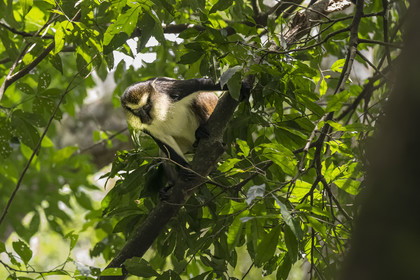Rwanda, Province de l’Ouest, Nyakabuye, Parc national de Nyungwe, forêt tropicale humide naturelle de Cyamudongo, Cercopithèque de Dent (Cercopithecus denti)