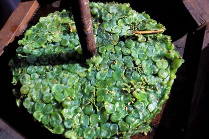 France, Gers (32), raisins écrasés dans un pressoir