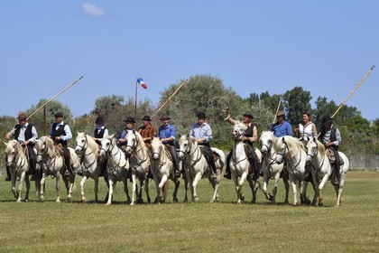 France, Bouches du Rhone, Parc naturel regional de Camargue (Regional Natural Park of Camargue), La Regie de Frigoules, gardians on horseback during a branding