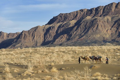 Iran, Province d'Ispahan, désert du Dasht-e Kavir, Mesr dans la région de Khur et Biabanak, caravane de dromadaires lors d'une randonnée chamelière au pied de la chaine de montagne de Dareh bidan