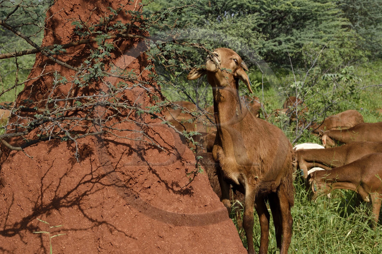 Namibie, Otjiwarongo, Cheetah Conservation Fund, centre de recherche et d'éducation, chèvre Boer broutant une branche d'acacia