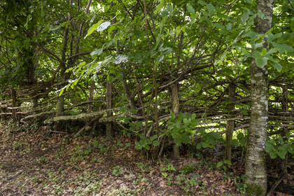 France, Saône-et-Loire (71), parc naturel régional du Morvan, Saint-Léger-sous-Beuvray, site archéologique sur le mont Beuvray, plessis ou haie plessée