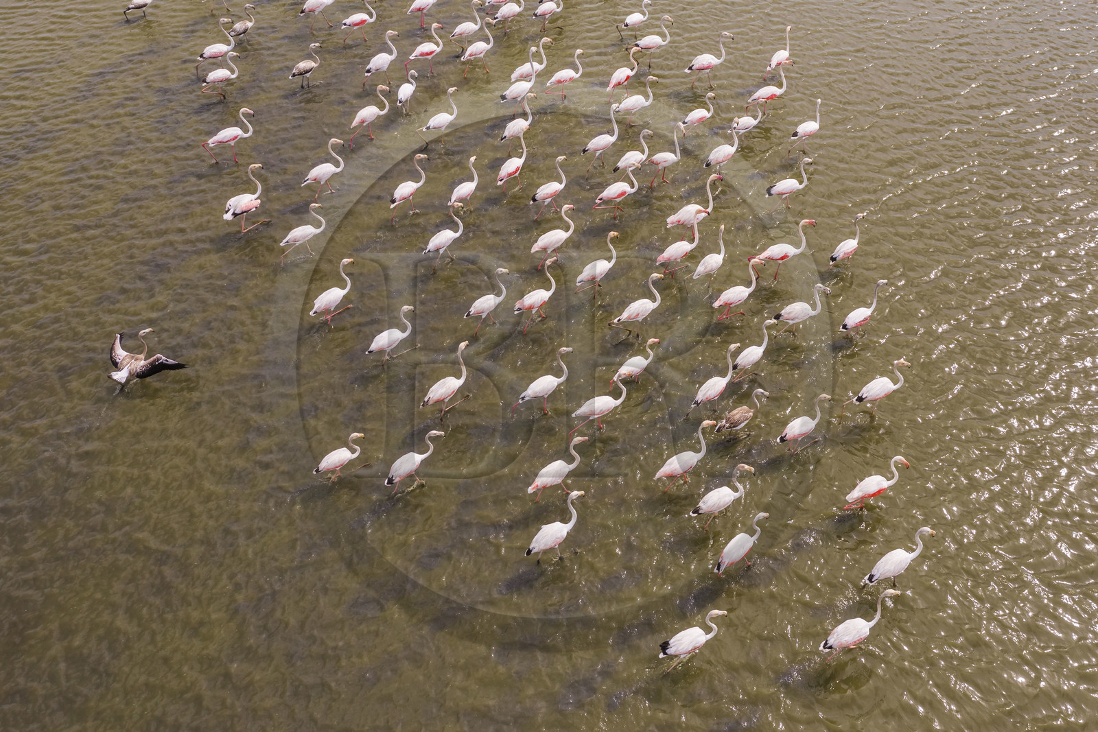 France, Gard (30), Vauvert, la Petite Camargue, réserve naturelle régionale du Scamandre, groupe de flamants roses (Phoenicopterus roseus)(vue aérienne)
