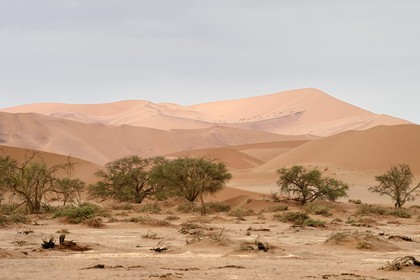 Namibie, région d'Hardap, désert du Namib, parc national du Namib-Naukluft, Erg du Namib classé Patrimoine Mondial de l'UNESCO, dunes de Sossusvlei