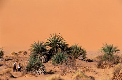 Libya, region of the desert, the Fezzan (Sahara), little oasis of Takioumet in middle of the dunes