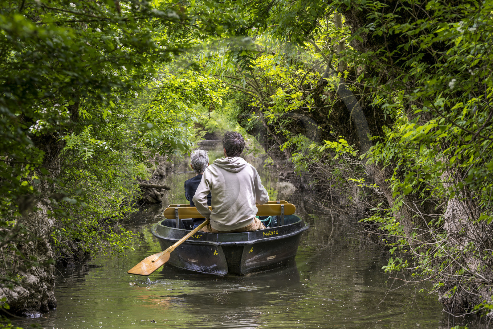 France, Vendée (85), Parc Interrégional du Marais Poitevin labellisé Grand Site de France, Maillezais, batelier effectuant une promenade en barque dans les conches sur les affluents de l'Autise