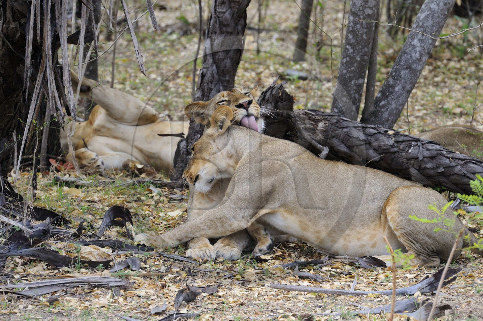 Tanzanie, Reserve de gibier de Selous une des plus grandes zones protégées au monde et inscrite sur la liste du patrimoine mondial de l’Unesco depuis 1982, lion et lionne (Panthera leo)