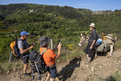 France, Haute-Loire (43), Goudet, Beaufort castle built around 1200 overlooks the Loire Valley, hiking with a donkey on the Robert Louis Stevenson Trail (GR 70), randonnée avec un âne sur le chemin de Stevenson (GR 70) et le chateau de Beaufort en arrière plan