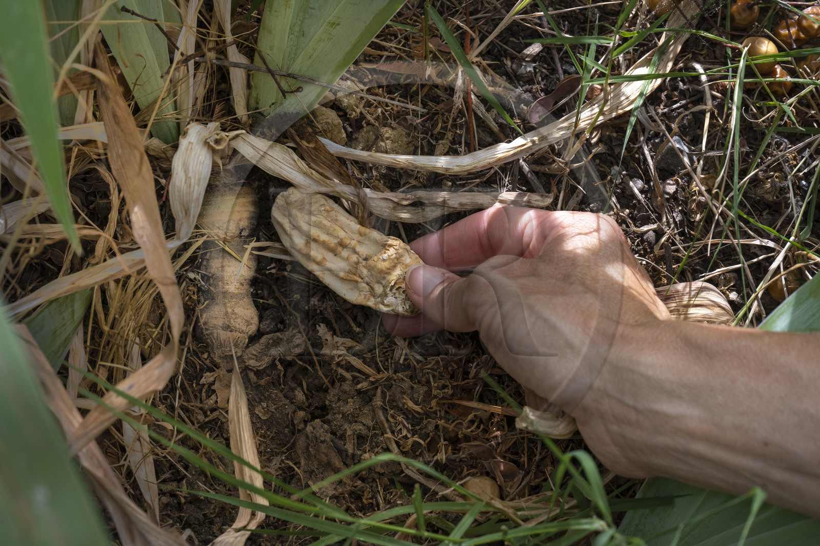 France, Alpes-Maritimes, Mouans-Sartoux, Gardens of the International Museum of Perfumery (Musée International de la Parfumerie - MIP), iris pallida whose rhizome is collected when it is three years old and dried for three more years, it is a raw material for perfume