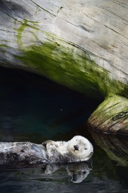 Portugal, Lisbonne, Parque das Nações (Parc des nations) construit pour l'exposition universelle de 1998, Oceanário (Oceanarium), loutre de mer (Enhydra lutris)