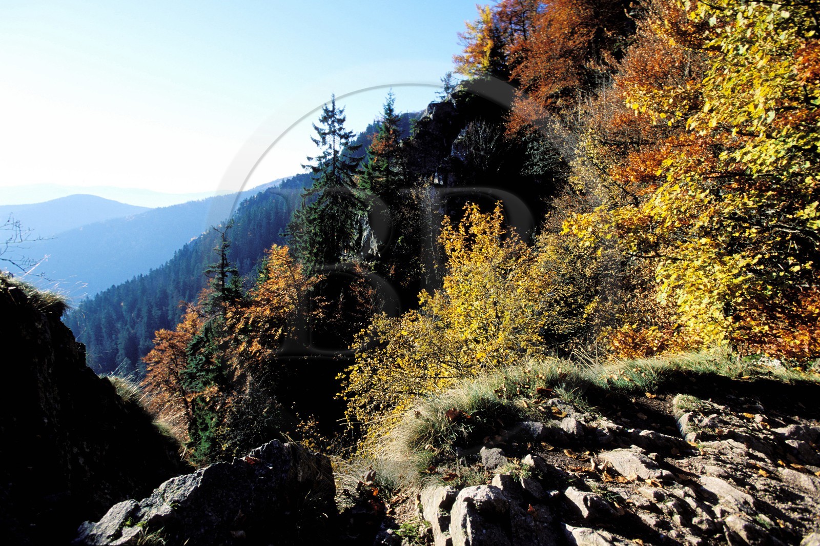France, Haut-Rhin (68), massif des Vosges vers le col de la Schlucht, le sentier des roches