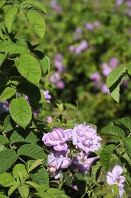 France, Alpes-Maritimes, Grasse, Centifolia rose famous for its perfume