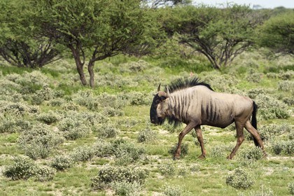 Namibia, Oshikoto region, Etosha National Park, Blue Wildebeest (Connochaetes taurinus)