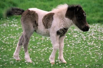 Royaume-Uni, Ecosse, les Shetland, poney typique des Shetland
