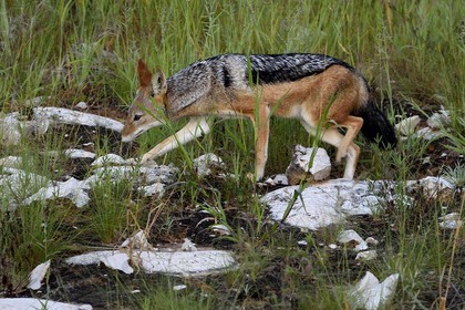 Namibia, Oshikoto region, Etosha National Park, black-backed jackal (Canis mesomelas)