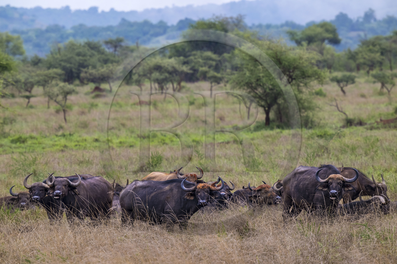 Rwanda, Parc national de l'Akagera, buffle noir des savanes (Syncerus caffer) dans la plaine