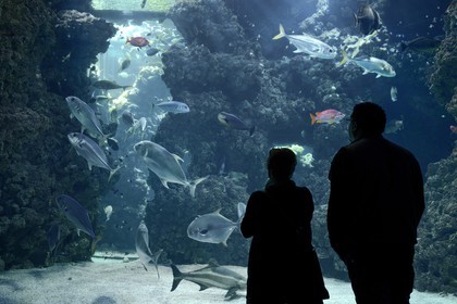 Principauté de Monaco, Monaco, le musée océanographique, aquarium du Lagon au Requins