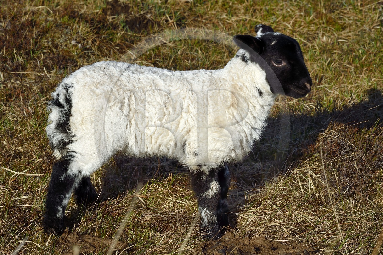 Royaume-Uni, Ecosse, Highland, Hébrides intérieures, Ile de Mull, agneau et mouton Scottish Blackface