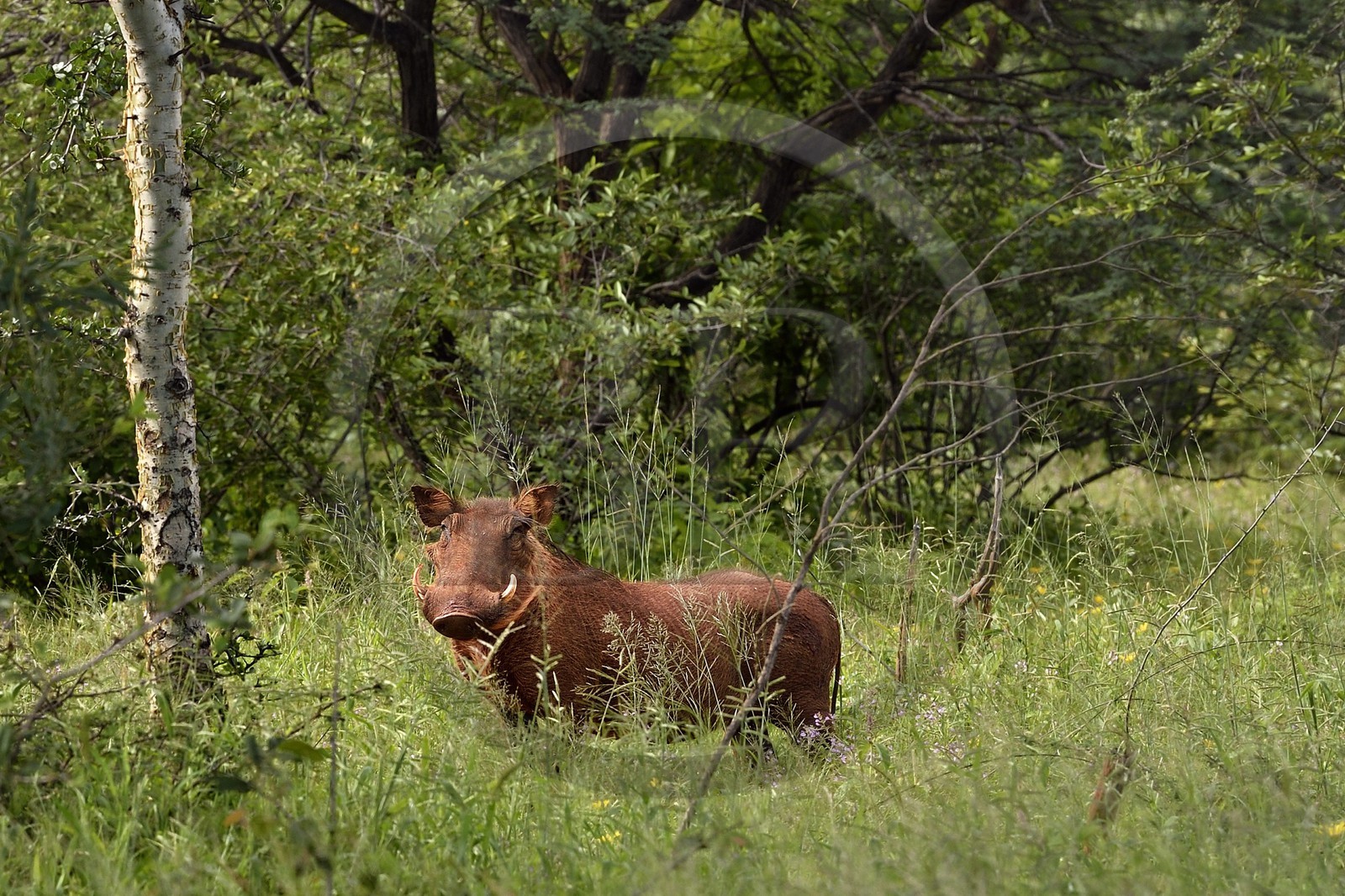Namibie, Otjiwarongo, autour du Cheetah Conservation Fund, phacochère (Phacochoerus africanus)