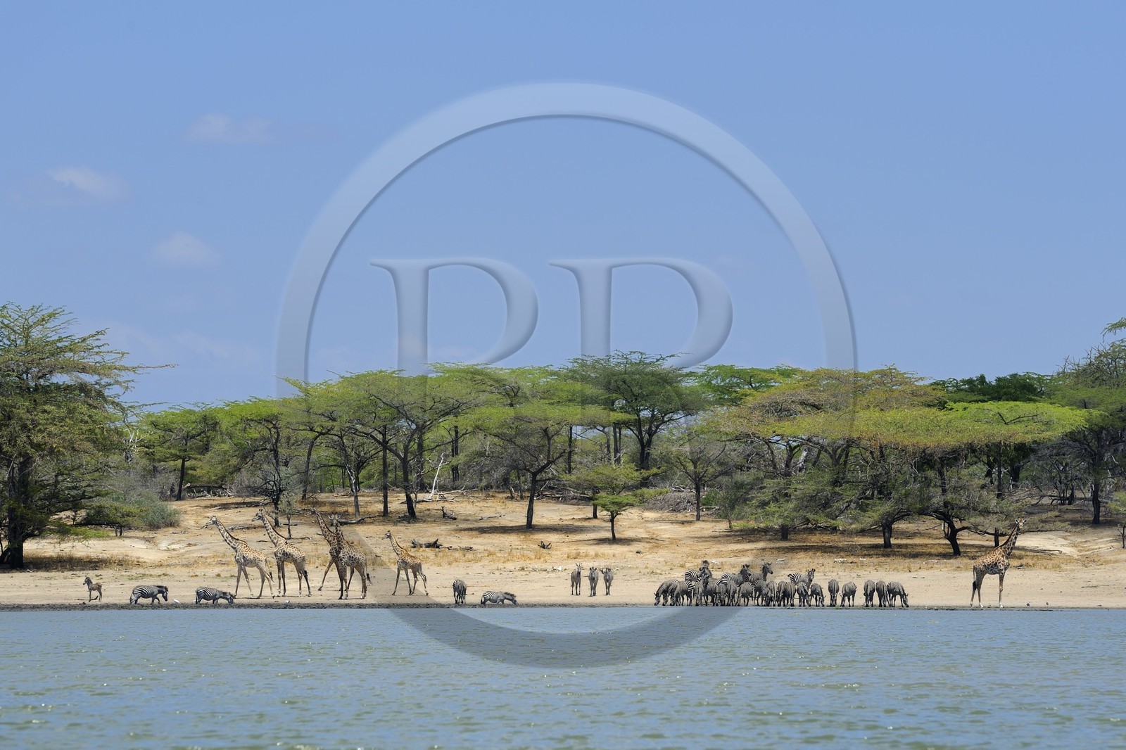 Tanzanie, Reserve de gibier de Selous une des plus grandes zones protégées au monde et inscrite sur la liste du patrimoine mondial de l’Unesco depuis 1982, girafes (Giraffa camelopardalis) et zèbres (Equus burchelli) en bordure d'un des lacs formées par la rivière Rufiji
