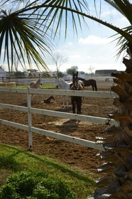Espagne, Andalousie, province de Séville, Utrera, le haras Ayala (Yeguada Ayala), Pure race espagnole ou PRE (Pura Raza Espanola)