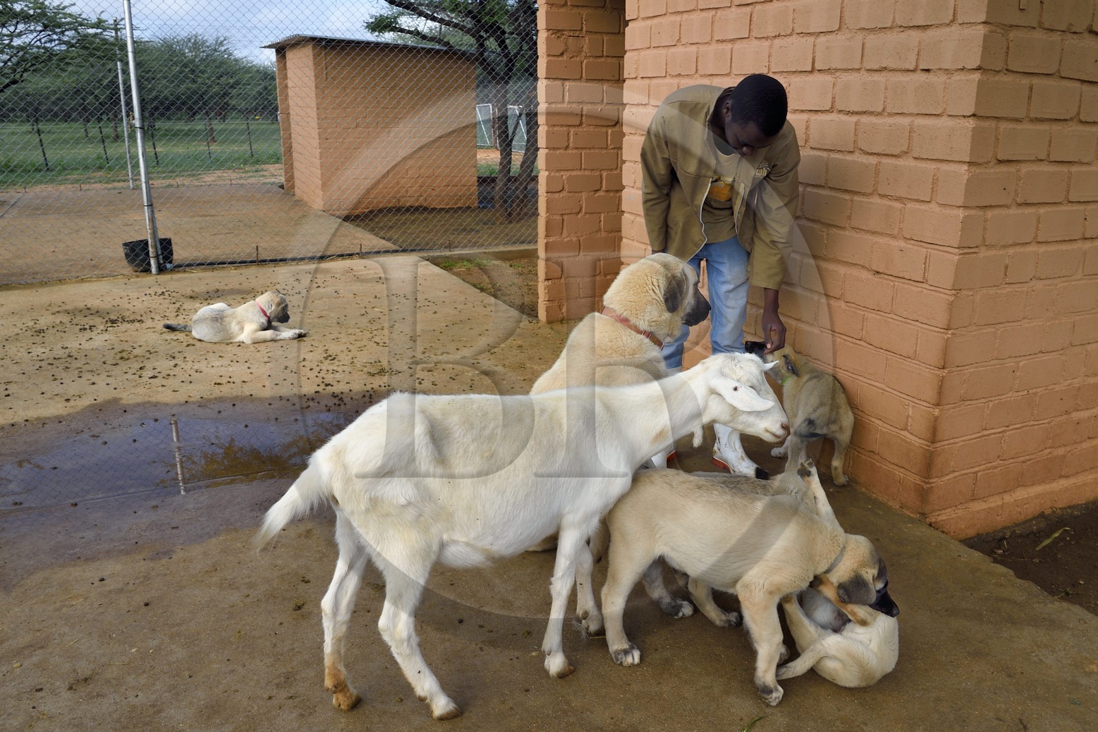 Namibie, Otjiwarongo, Cheetah Conservation Fund, centre de recherche et d'éducation, le Livestock Guarding Dog Program (programme chien de garde du bétail) du CCF a été très efficace pour réduire les taux de prédation et ainsi aussi l'inclinaison des agriculteurs à piéger ou tirer sur des guépards, élevage de chien Berger d'Anatolie aussi connu sous le nom de Kangal