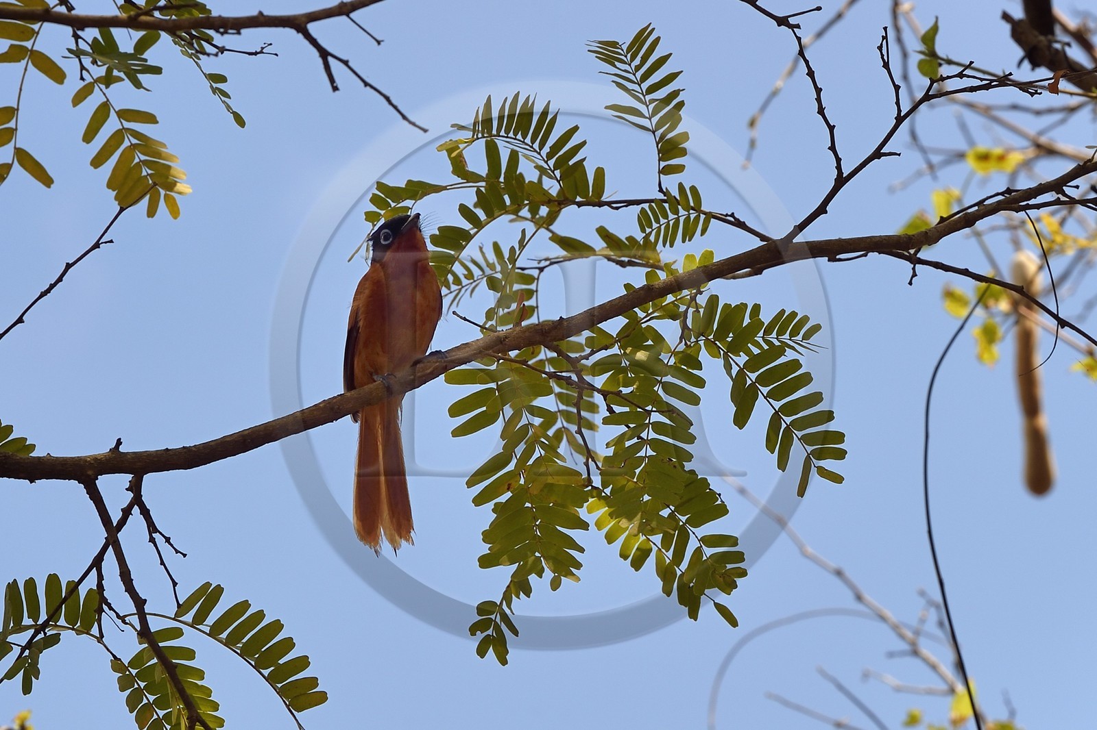 France, Mayotte island (French overseas department), Grande-Terre, M'Tsamoudou, Saziley headland, Malagasy paradise flycatcher (Terpsiphone mutata)