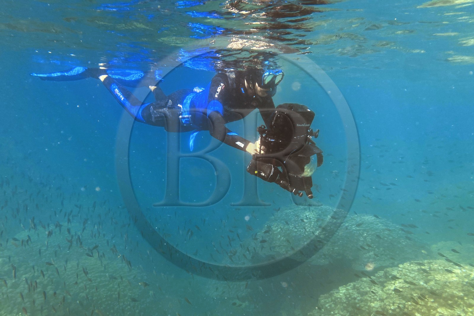 Sultanat d'Oman, gouvernorat de Mascate, réserve naturelle des Iles Daymaniyat, la photographe-plongeuse Maisa Al Hooti