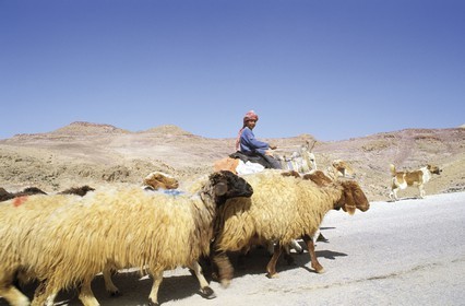 Jordan, the Mount Nebo, herd of sheep progressing on the road
