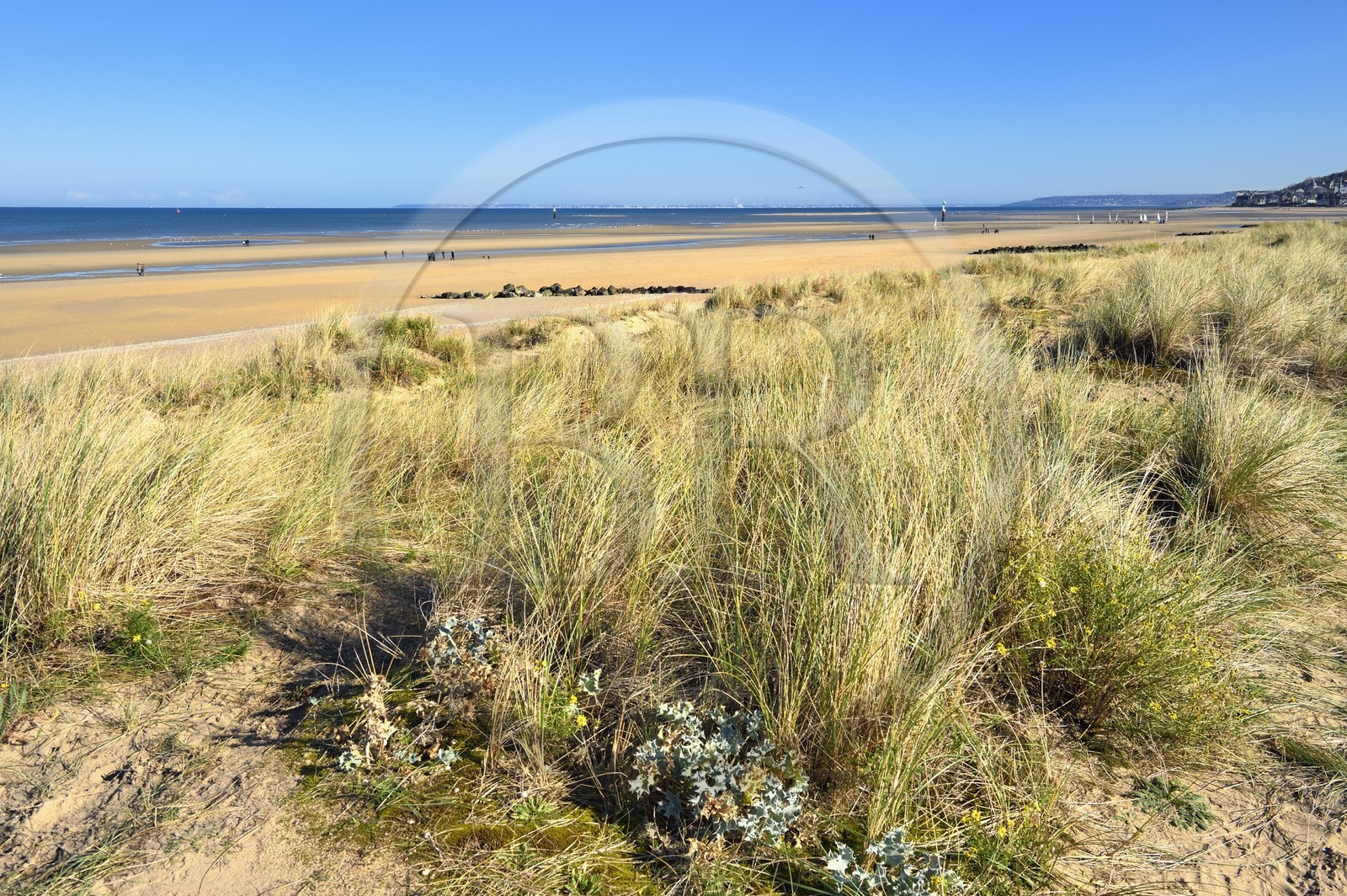 France, Calvados (14), Pays d'Auge, la côte Fleurie, Cabourg, les dunes de la plage de la station balnéaire