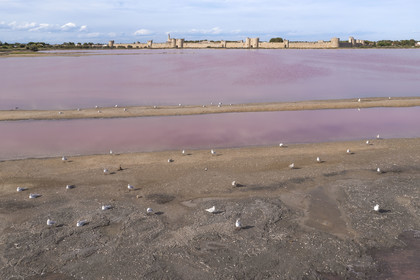 France, Gard (30), Aigues-Mortes, la ville médiévale entourée par ses remparts en bordure des marais salants (Salins du Midi) (vue aérienne)