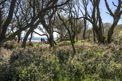 France, Vendée (85), Jard-sur-Mer, la Pointe du Payré, forêt de chênes verts