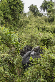 Rwanda, Province du Nord, Parc National des Volcans dans la chaine des Monts Virunga, mont Karisimbi, gorille des montagnes (Gorilla beringei beringei), dos argenté (silverback) nommé Impuzamahanga qui est le male dominant du groupe Susa