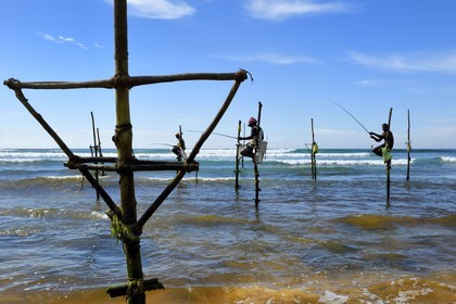 Sri Lanka, Southern Province, Galle district, Midigama beach, Pole Fishermen or Stilt Fishermen ply their trade along the Galle coastline